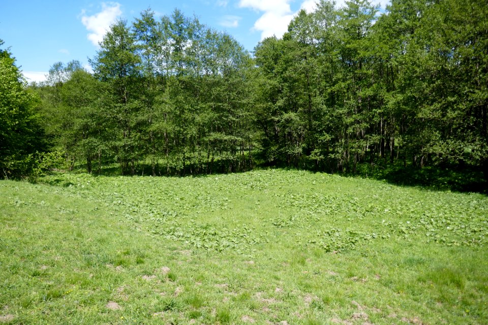 Schwaney - Bodental - 06