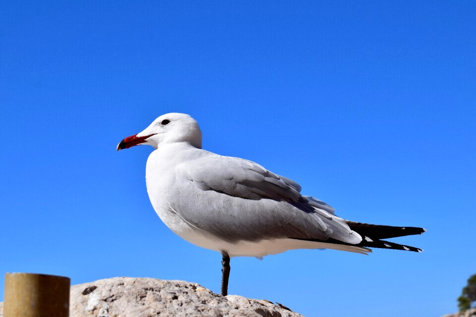 Wild life sky seagull