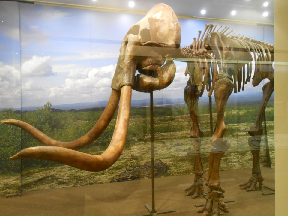 Smolensk Historical Museum - 0044