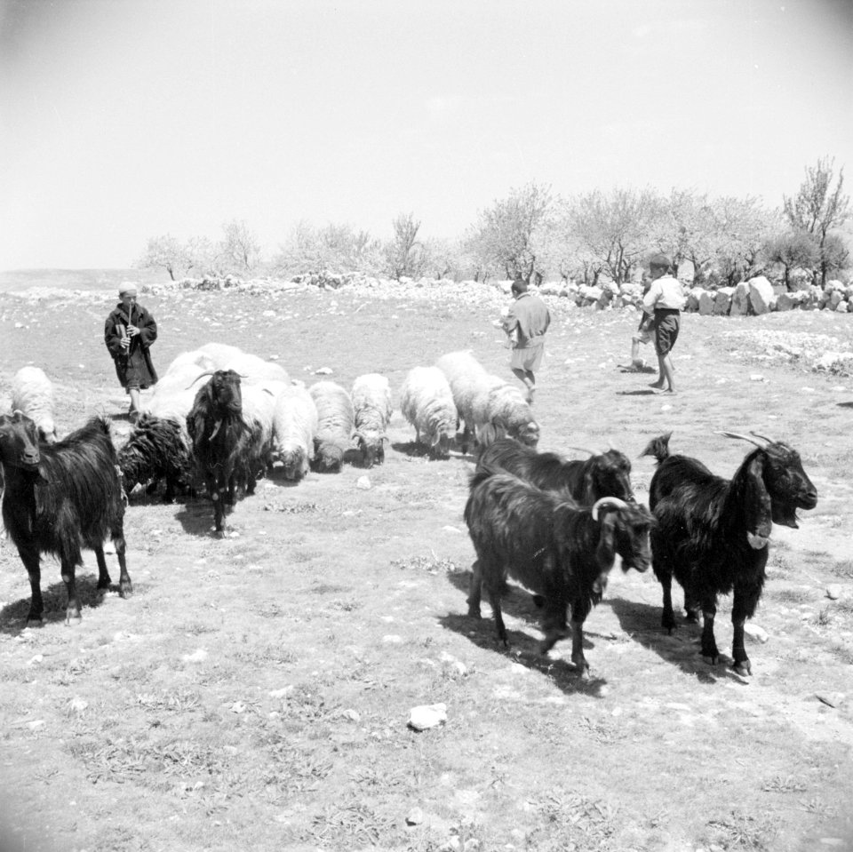 Schapen buiten Bethlehem, Bestanddeelnr 255-5469