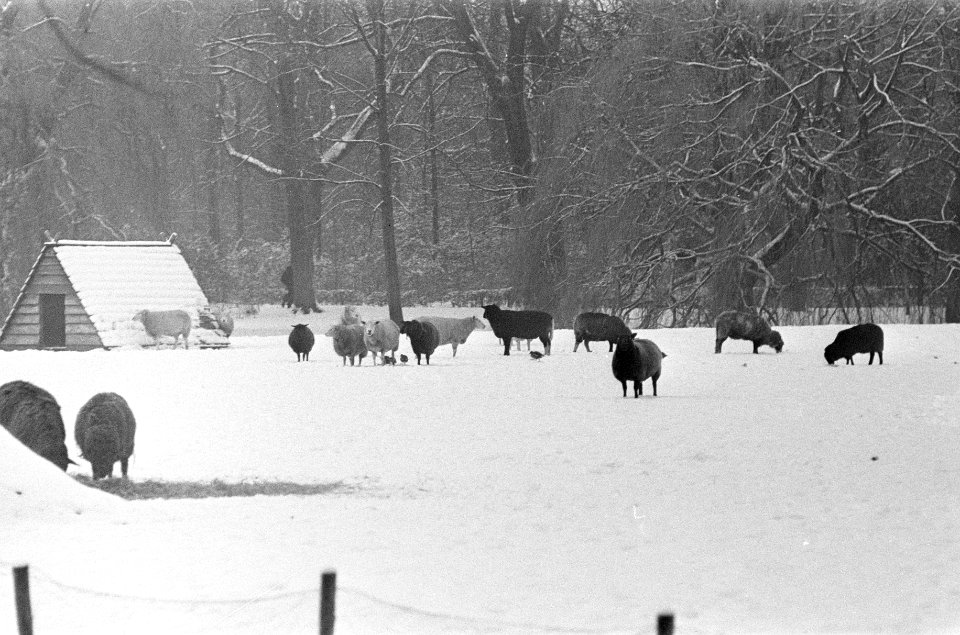 Schapen in de sneeuw, Bestanddeelnr 926-8638