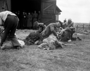 Schapen scheren in Ede. Schaapskooi, Bestanddeelnr 908-6542