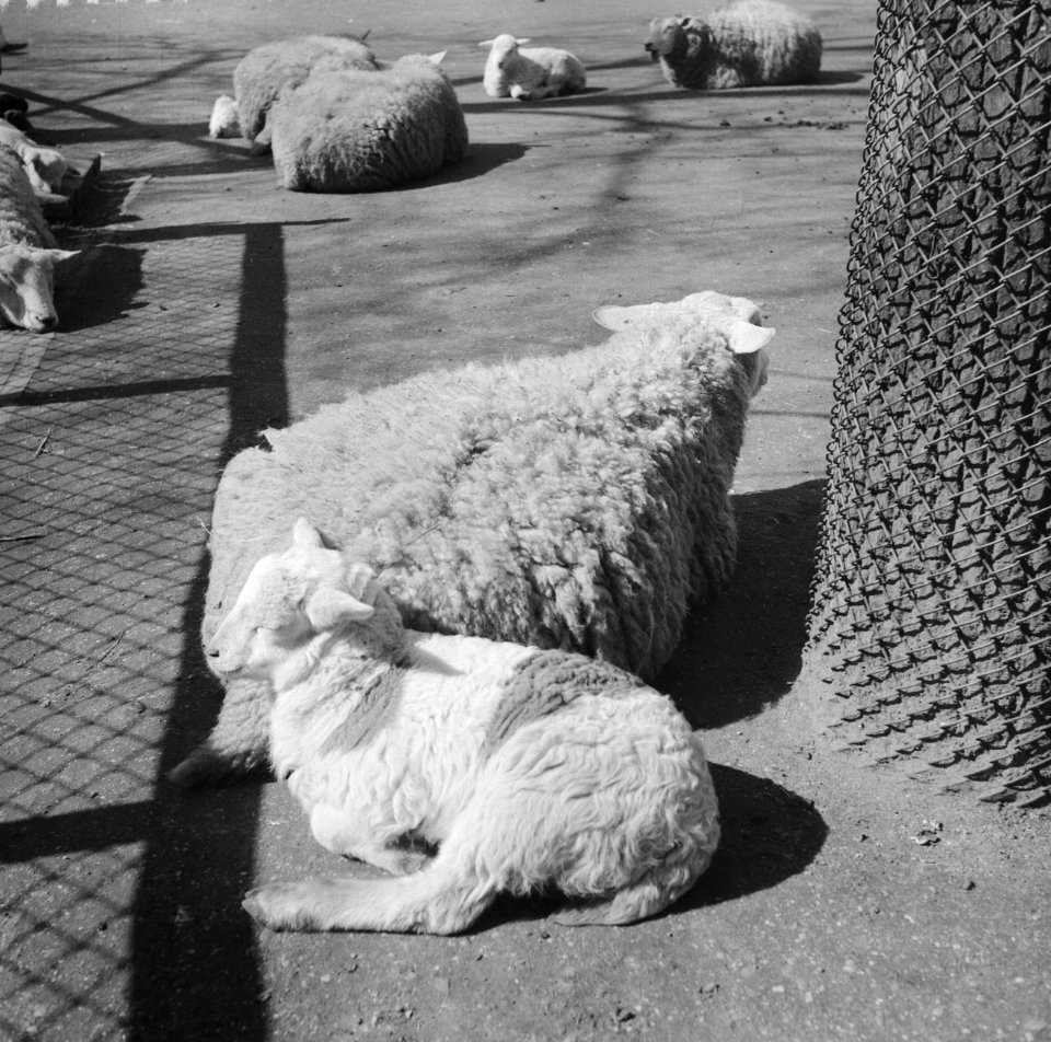 Schapen, Bestanddeelnr 909-4589