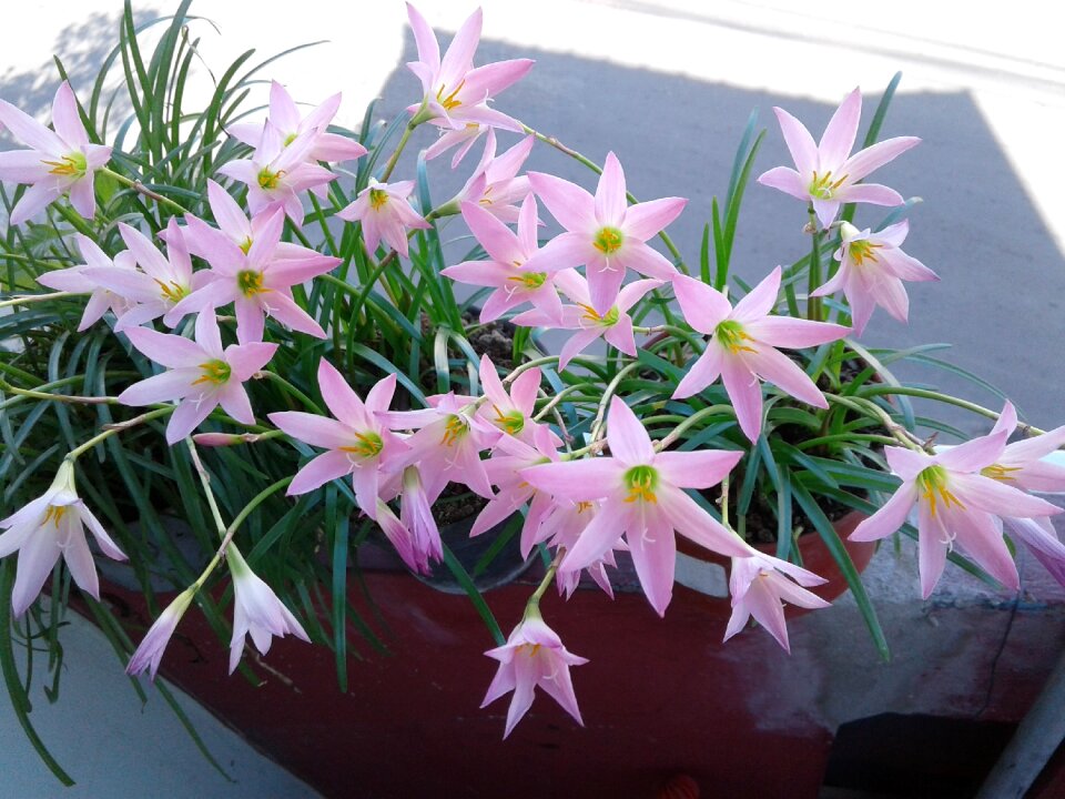 Flowers collection bello