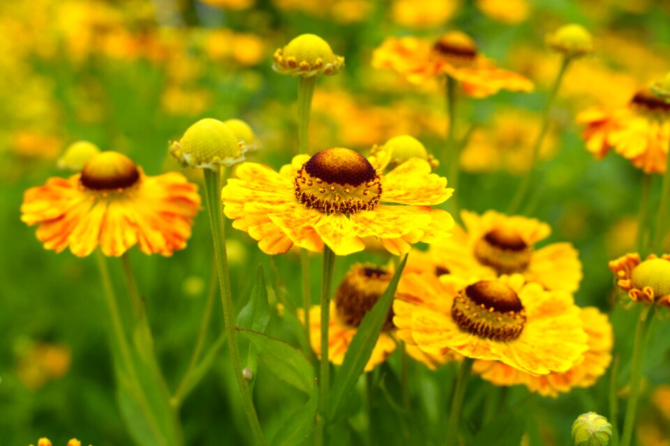 Blooming summer sunny