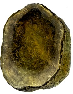 Schade, hogere planten, zwammen, roodvuur, spar, Bestanddeelnr 194-0459