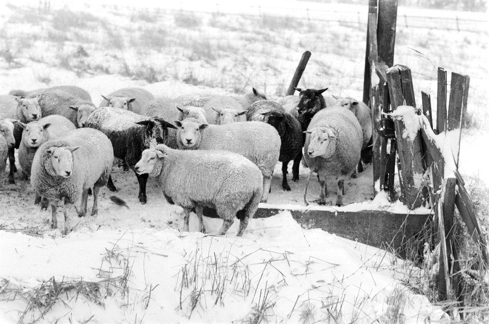Schapen in de sneeuw, Bestanddeelnr 930-0642