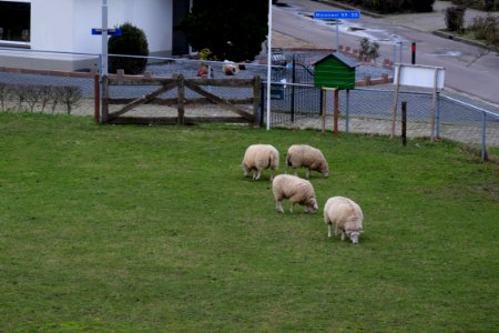 Schapen bij de Molenwei, Bemmel