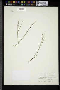 Schizachne purpurascens Cave Point Spring Wisconsin
