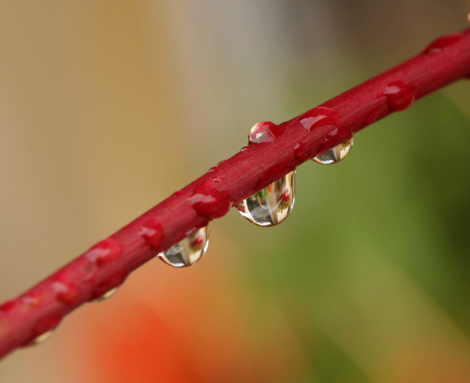 Drop of water macro water