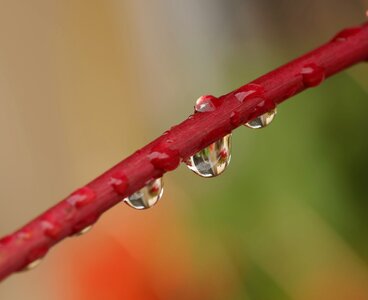 Drop of water macro water