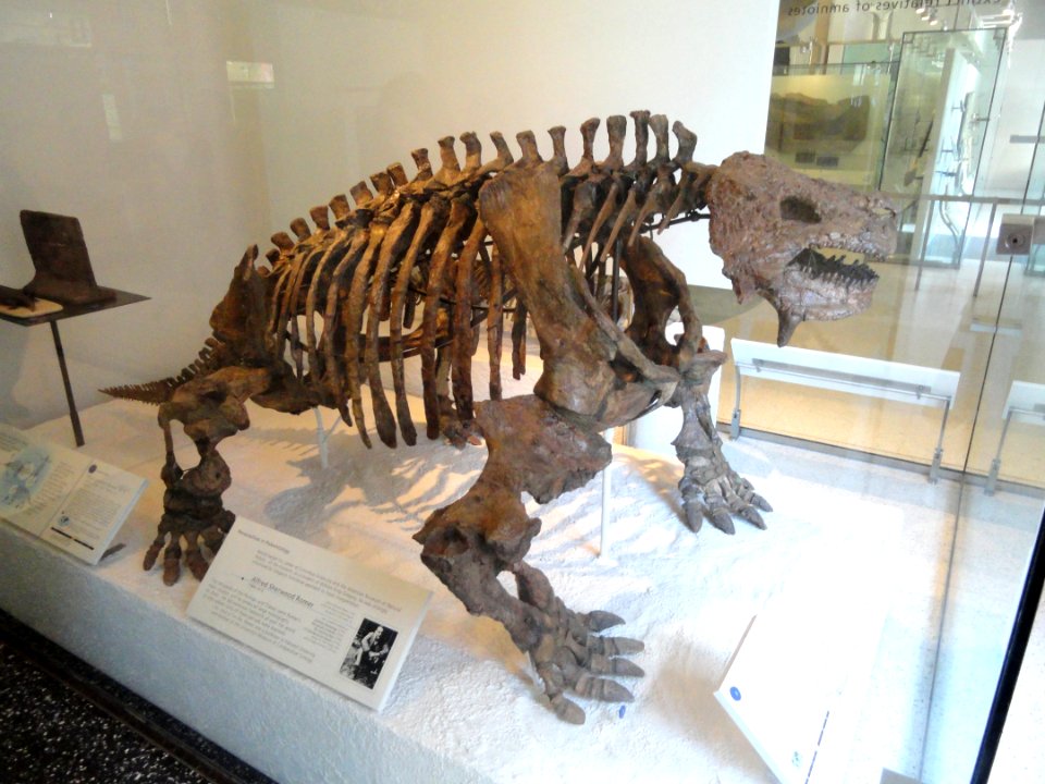 Scutosaurus karpinskii - AMNH - DSC06276