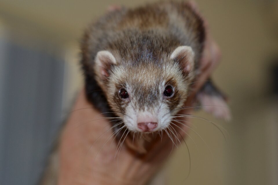 Animal young wildlife ferret