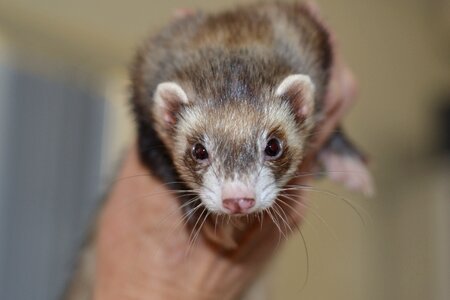 Animal young wildlife ferret