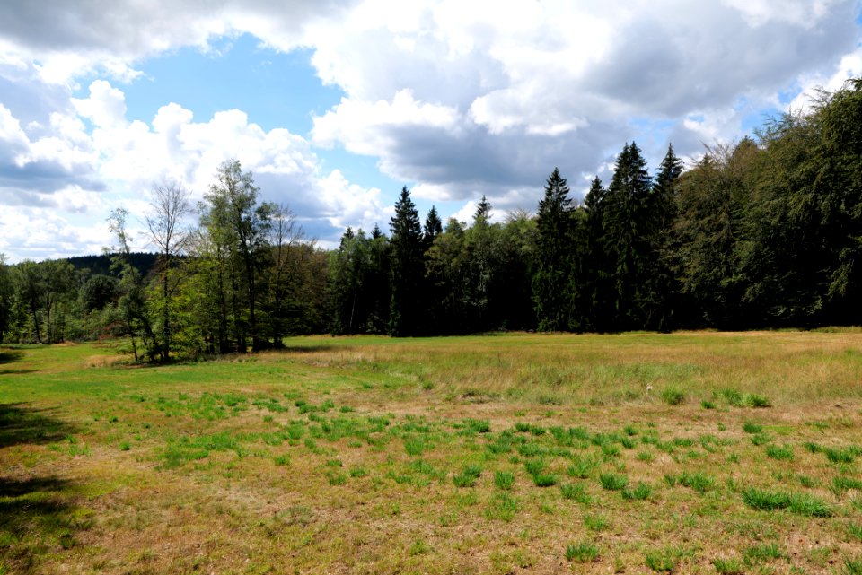 Schmittröder Wiesen Taunus 2020-08-18 12