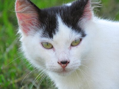 Animal fur portrait photo