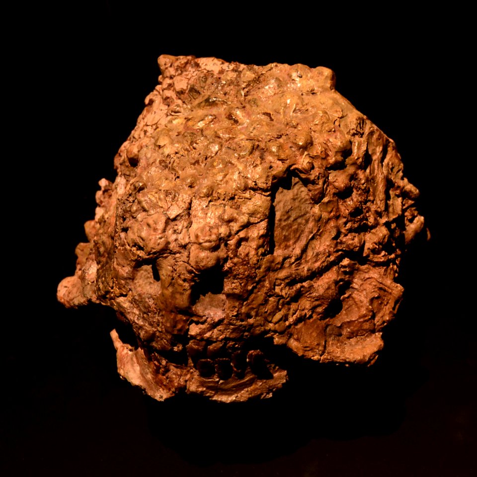 Scutosaurus Musée des Confluences 18102015 1