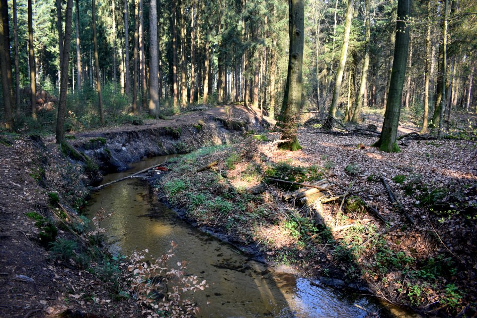 Schloß Holte - NSG Holter Wald - 05