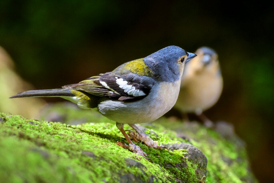 Songbird animal feather