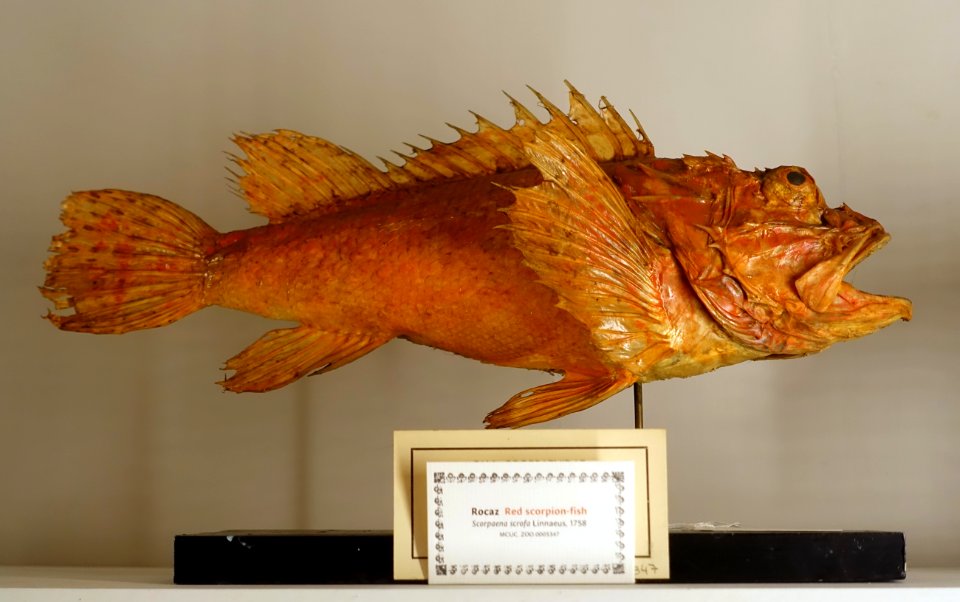 Scorpaena scrofa - Museu da Ciência da Universidade de Coimbra - University of Coimbra - Coimbra, Portugal - DSC09286