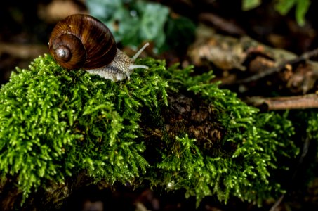 Snail (223400515)