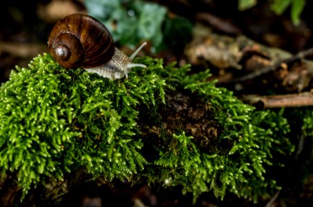 Snail (223400515) photo