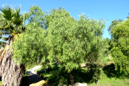 Schinus molle - Jardín Botánico de Barcelona - Barcelona, Spain - DSC09304