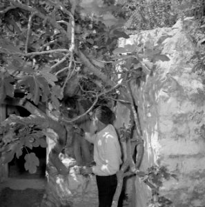 Safad (Safed) Rabbi Jozef van Bennea bij een oude vijgenboom, Bestanddeelnr 255-4026 photo