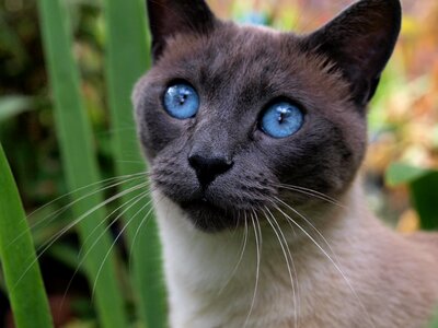 Pet animal blue eyes photo