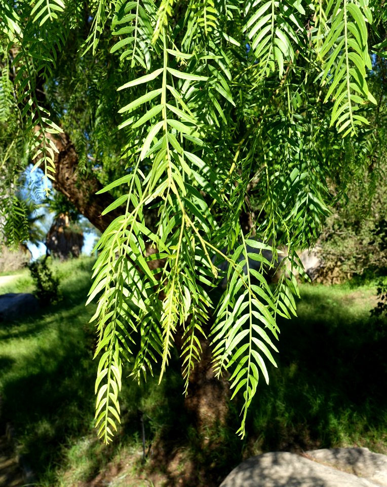 Schinus molle - Jardín Botánico de Barcelona - Barcelona, Spain - DSC09305