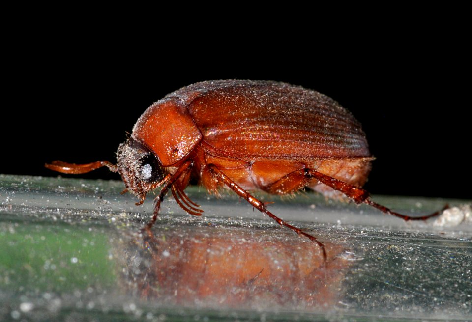 Serica-brunnus-03-fws