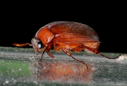 Serica-brunnus-03-fws