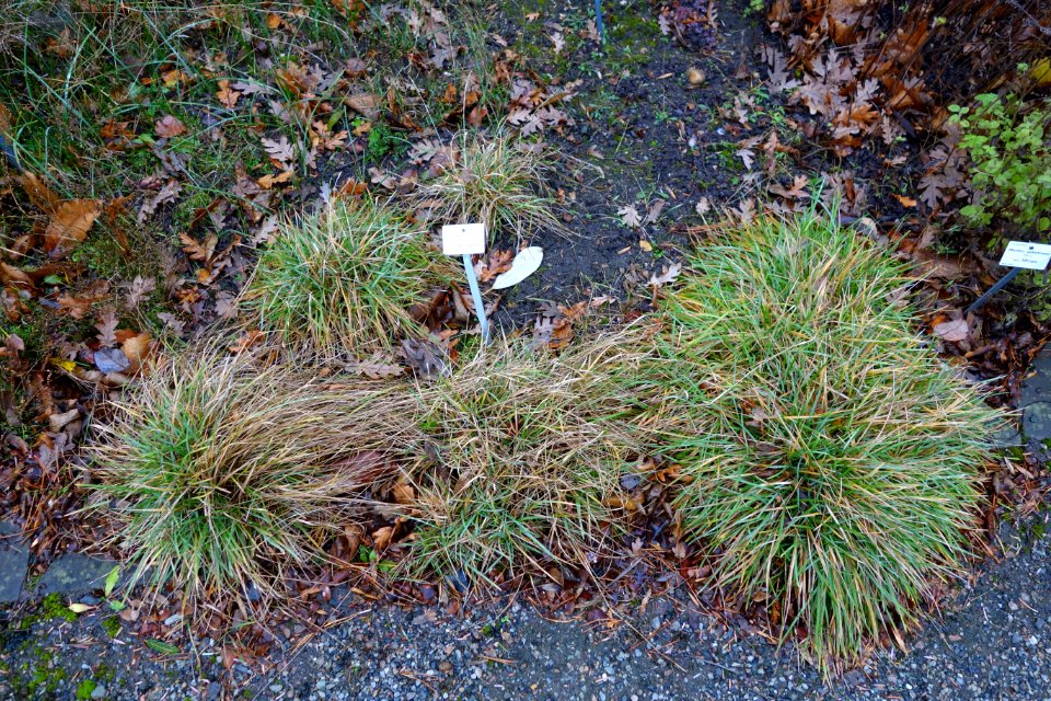 Sesleria insularis - Botanischer Garten, Dresden, Germany - DSC08649