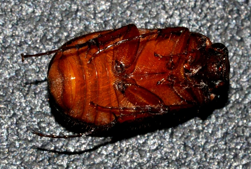 Serica-brunnus-09-fws