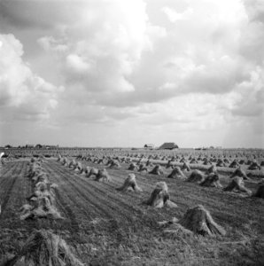 Serie Wieringermeer, Bestanddeelnr 901-9018