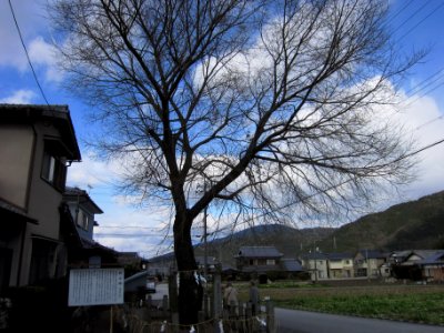 Shinomura-hachimangū yanagi