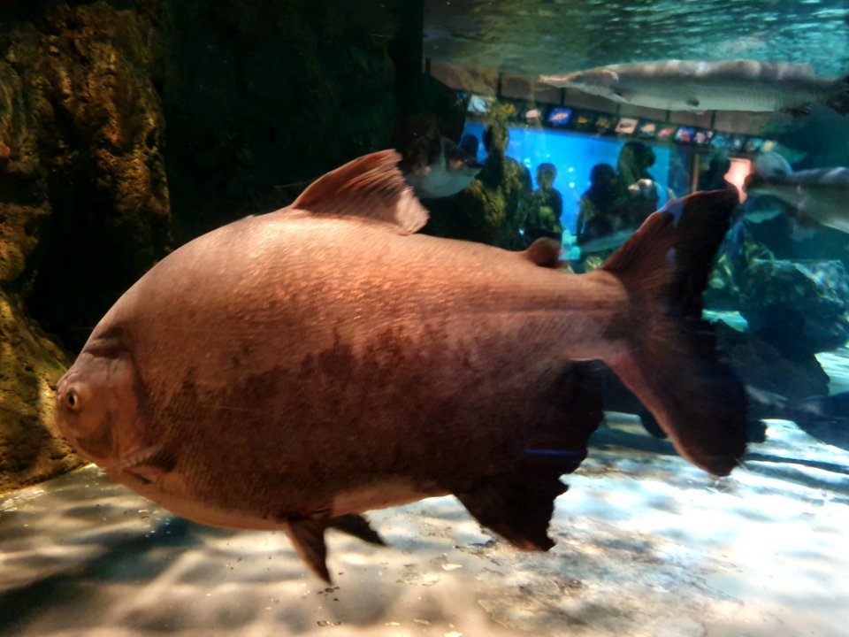 Shinagawa Aquarium 53