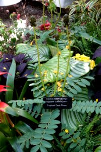 Senna didymobotrya (Cassia didymobotrya) - Bloedel Floral Conservatory, Queen Elizabeth Park - Vancouver, Canada - DSC07529