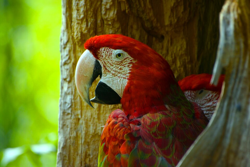 Animal feather zoo