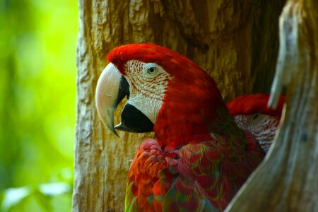 Animal feather zoo