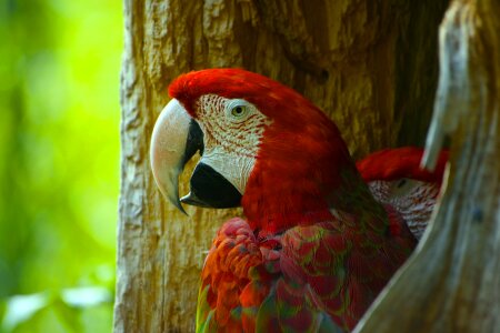 Animal feather zoo photo