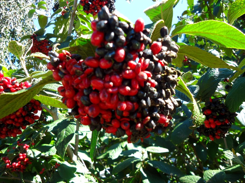 Seeds on a bush red and black probably not edible
