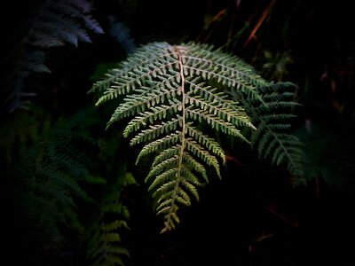 Leaf plant nature