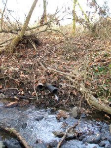 Seebach Leihgraben Auslass Sellerie-Tümpel