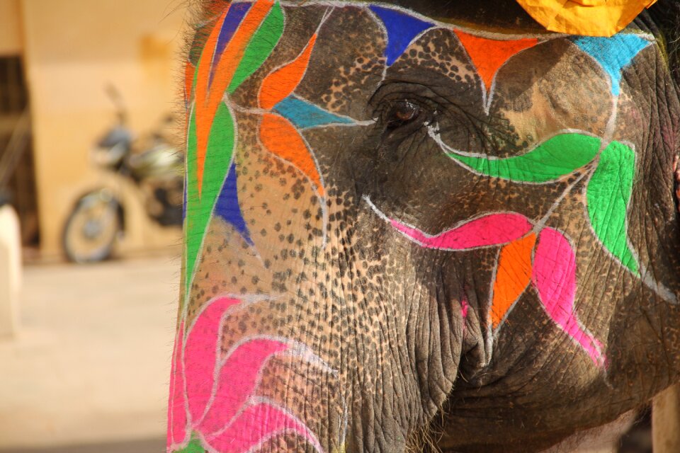 India nature animals