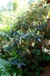 Rhododendron uvariifolium - UBC Botanical Garden - Vancouver, Canada - DSC07919