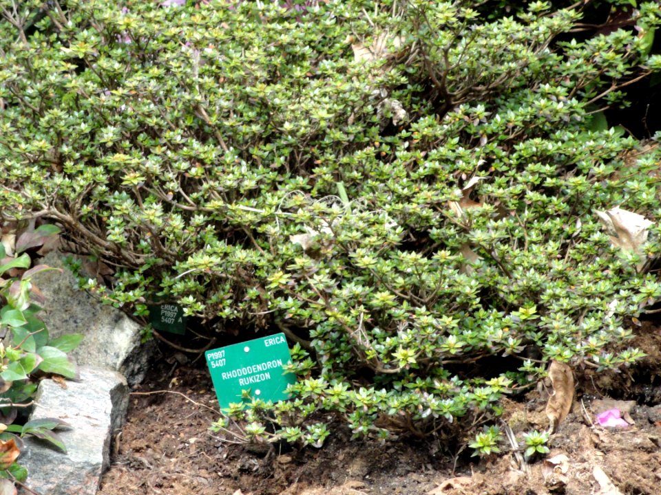 Rhododendron rukizon - University of Copenhagen Botanical Garden - DSC07655