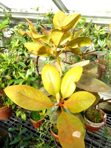 Rhododendron konori - Lyman Plant House, Smith College - DSC04428