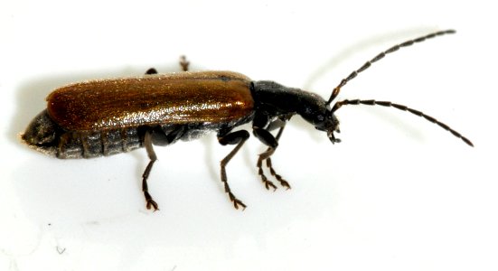Rhagonycha-nigripes-03-fws