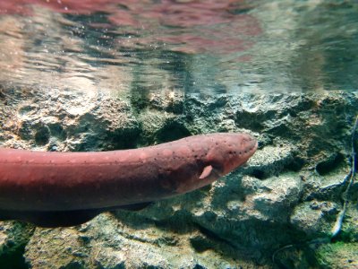 Shinagawa Aquarium photo